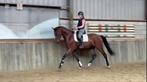 Talentvolle 3 jarige ruin, Dieren en Toebehoren, Paarden, 175 cm of meer, Gechipt, Ruin, Dressuurpaard