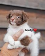 Hele mooie en prachtig  Pomeriaan / chihuahua pup 06-10, Dieren en Toebehoren, Overige rassen, CDV (hondenziekte), 8 tot 15 weken