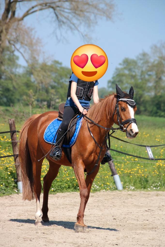 Leuke D pony, Dieren en Toebehoren, Pony's, Merrie, 11 jaar of ouder