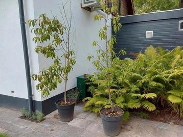 Perzik en amandelboom (Robijn) samen te koop beschikbaar voor biedingen