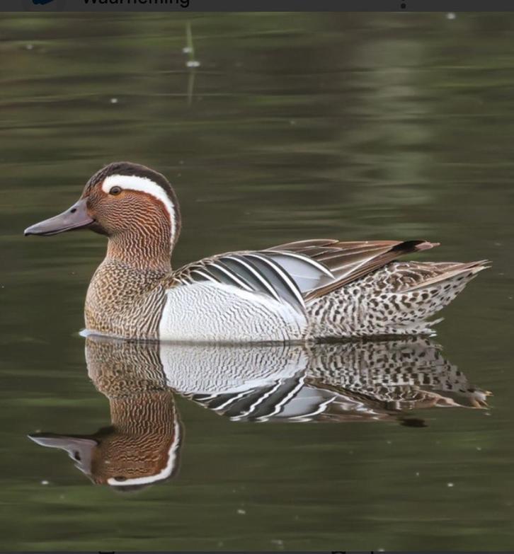 Siereenden, Dieren en Toebehoren, Pluimvee, Eend, Meerdere dieren