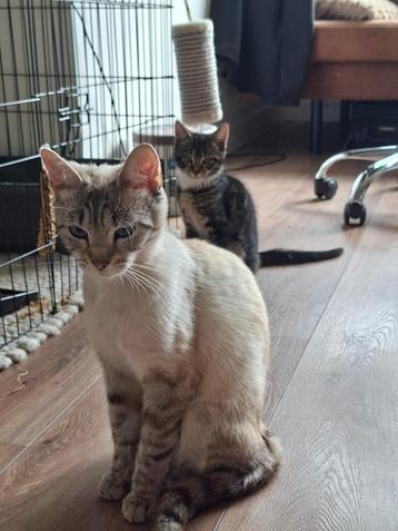 Cyperse lieve kitten (Kater) beschikbaar voor biedingen