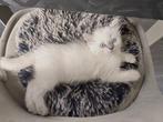 Kitten, Dieren en Toebehoren, Poes, Ontwormd, 0 tot 2 jaar