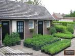 Aanbieding: 3 Sequoia  / Mammoet bomen voor 100 euro, Tuin en Terras, Planten | Bomen, Bloeit niet, Overige soorten, Minder dan 100 cm