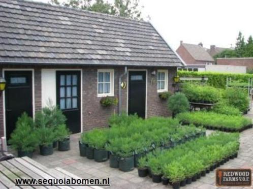 Aanbieding: 3 Sequoia  / Mammoet bomen voor 100 euro, Tuin en Terras, Planten | Bomen, Overige soorten, Minder dan 100 cm, Volle zon
