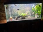 Aquarium Ciano 54 L ter overbrugging gebruikt, Ophalen, Zo goed als nieuw, Leeg aquarium