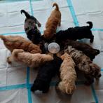 Multigen labradoodle puppies – Gezond sociaal & met paspoort, Overige rassen, CDV (hondenziekte), 8 tot 15 weken, Meerdere
