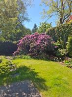 Prachtige grote rododendron, Tuin en Terras, Planten | Bomen, Ophalen, Volle zon, Overige soorten