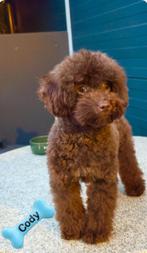 Toy poedel dekreu echte donkere choco cody met fci stamboom, Dieren en Toebehoren, Particulier, Rabiës (hondsdolheid), Reu, 1 tot 2 jaar