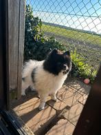 Prachtige bearface dwergkees/pomeriaan teefje, Dieren en Toebehoren, Keeshond, CDV (hondenziekte), 8 tot 15 weken, Teef