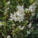 Deutzia Scabra Struik - Bruidsbloem - Sierheester, Ophalen, Overige soorten, Struik, 100 tot 250 cm