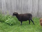 Schapen te koop, Dieren en Toebehoren, Vrouwelijk, Schaap, 6 jaar of ouder
