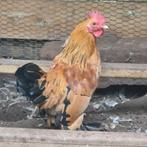 Raszuiver sabelpootkriel haantje, Dieren en Toebehoren, Pluimvee, Mannelijk, Kip