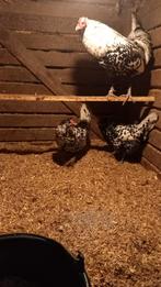 Uilebaard kippen te koop, Dieren en Toebehoren, Pluimvee, Meerdere dieren, Kip