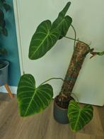 Philodendron glorious plant, Ophalen, Overige soorten, Minder dan 100 cm