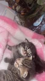 Baby kittens, Dieren en Toebehoren, Katten en Kittens | Raskatten | Korthaar, Poes, Ontwormd, 0 tot 2 jaar