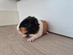 Cavia mannetje, Dieren en Toebehoren, November, Mannelijk, Cavia