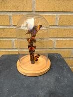 Opgezette vlinders in een glazen stolp, Ophalen of Verzenden, Insect, Opgezet dier