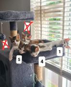 3 katertjes | ingeënt + ontwormd - z.s.m. weg!!, Meerdere dieren, Ontwormd, 0 tot 2 jaar