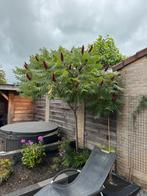 Fluweelboom (Rhus typhina) - Prachtige Tuinboom, Ophalen of Verzenden, Bloeit niet, Volle zon, Overige soorten