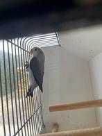 1 fischerie mauve violet Euwing, Geslacht onbekend, Dwergpapegaai of Agapornis, Geringd