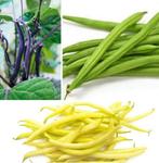 Stam en Stokbonen diverse soorten zaden, Verzenden, Zaad