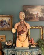 Zeldzaam Torso jaren 50 Biokosmos Antwerpen, Antiek en Kunst, Ophalen of Verzenden