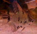 8 jonge gemêleerde maanvissen, Dieren en Toebehoren, Vissen | Aquariumvissen, Vis, Zoetwatervis