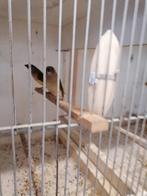 Te koop 2 jonge goudamadins, Dieren en Toebehoren, Vogels | Overige Vogels, Meerdere dieren