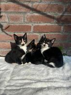 Ontmoet de schattigste DISNEY kittens !!!, Meerdere dieren, Kortharig, 0 tot 2 jaar