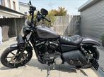 Harley Davidson 883 Iron, Chopper, Particulier