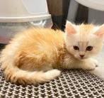 Maine Coon kittens klaar voor vertrek, Dieren en Toebehoren, Katten en Kittens | Raskatten | Langhaar, Meerdere dieren, Ingeënt