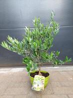 Olea Europaea - Olijfboompje (schaal) H: 75 cm., Tuin en Terras, Planten | Bomen, 100 tot 250 cm, Olijfboom, Zomer, Ophalen