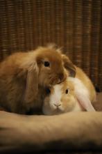 Jonge hangoordwerg konijnen | Kleine konijnen | Ingeënt, Dieren en Toebehoren, Konijnen, Meerdere dieren, Dwerg, 0 tot 2 jaar