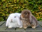 Mooie en tamme Nederlandse hangoordwerg konijntjes (nhd)!, Dieren en Toebehoren, Konijnen, Meerdere dieren, Dwerg, Hangoor, 0 tot 2 jaar