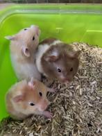 Goudhamster / Syrische hamster man (9wkn), Dieren en Toebehoren, Knaagdieren, Hamster, Mannelijk, Mei, Tam