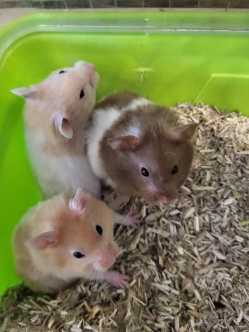 Goudhamster / Syrische hamster man (9wkn), Dieren en Toebehoren, Knaagdieren, Mannelijk, Hamster, Mei, Tam