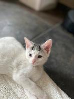 Lieve sociale kittens, mogen gelijk weg!, Dieren en Toebehoren, Katten en Kittens | Raskatten | Korthaar, Meerdere dieren, Ontwormd