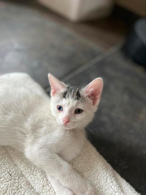 Lieve sociale kittens, mogen gelijk weg!, Dieren en Toebehoren, Katten en Kittens | Raskatten | Korthaar, Meerdere dieren, 0 tot 2 jaar