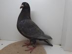 Kleurpostduif kleurpostduiven, Dieren en Toebehoren, Vrouwelijk, Postduif