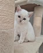 Britse Korthaar kittens !NOG 1 KATERTJE!, Dieren en Toebehoren, Meerdere dieren, Ontwormd