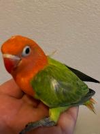 Prachtige Agapornis Dwergpapegaai Fischerie Hand Tam, Dieren en Toebehoren, Meerdere dieren, Dwergpapegaai of Agapornis, Tam