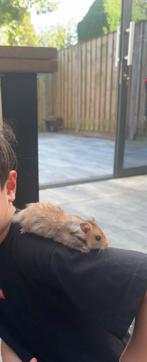 Mannelijke hamster, Dieren en Toebehoren, Knaagdieren, April, Mannelijk, Hamster