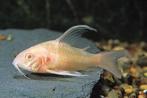 Vissenasiel corydoras albino longfin, Dieren en Toebehoren, Vissen | Aquariumvissen, Zoetwatervis, Vis