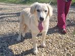 Conan, een lieve, slimme hond, opzoek naar zijn baasje, Particulier, Rabiës (hondsdolheid), Reu, 1 tot 2 jaar