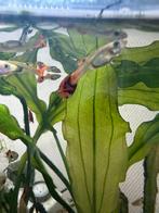Orange cobra guppy, Dieren en Toebehoren, Vissen | Aquariumvissen