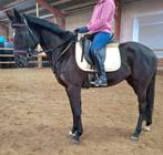 Brave 5 jr allrounder 1,60 mtr (recreatie-manege-sport), Merrie, 3 tot 6 jaar, 160 tot 165 cm, Recreatiepaard