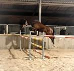 Zeer talentvol springpaard!, Dieren en Toebehoren, Paarden, Springpaard, 0 tot 2 jaar, Hengst, Onbeleerd