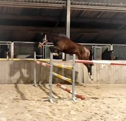 Zeer talentvol springpaard!, Dieren en Toebehoren, Paarden, Hengst, Onbeleerd, 165 tot 170 cm, 0 tot 2 jaar, Springpaard, Met stamboom