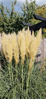 Pampas pluimen, vers uit de tuin, Ophalen of Verzenden, Nieuw